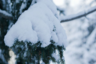 Neige